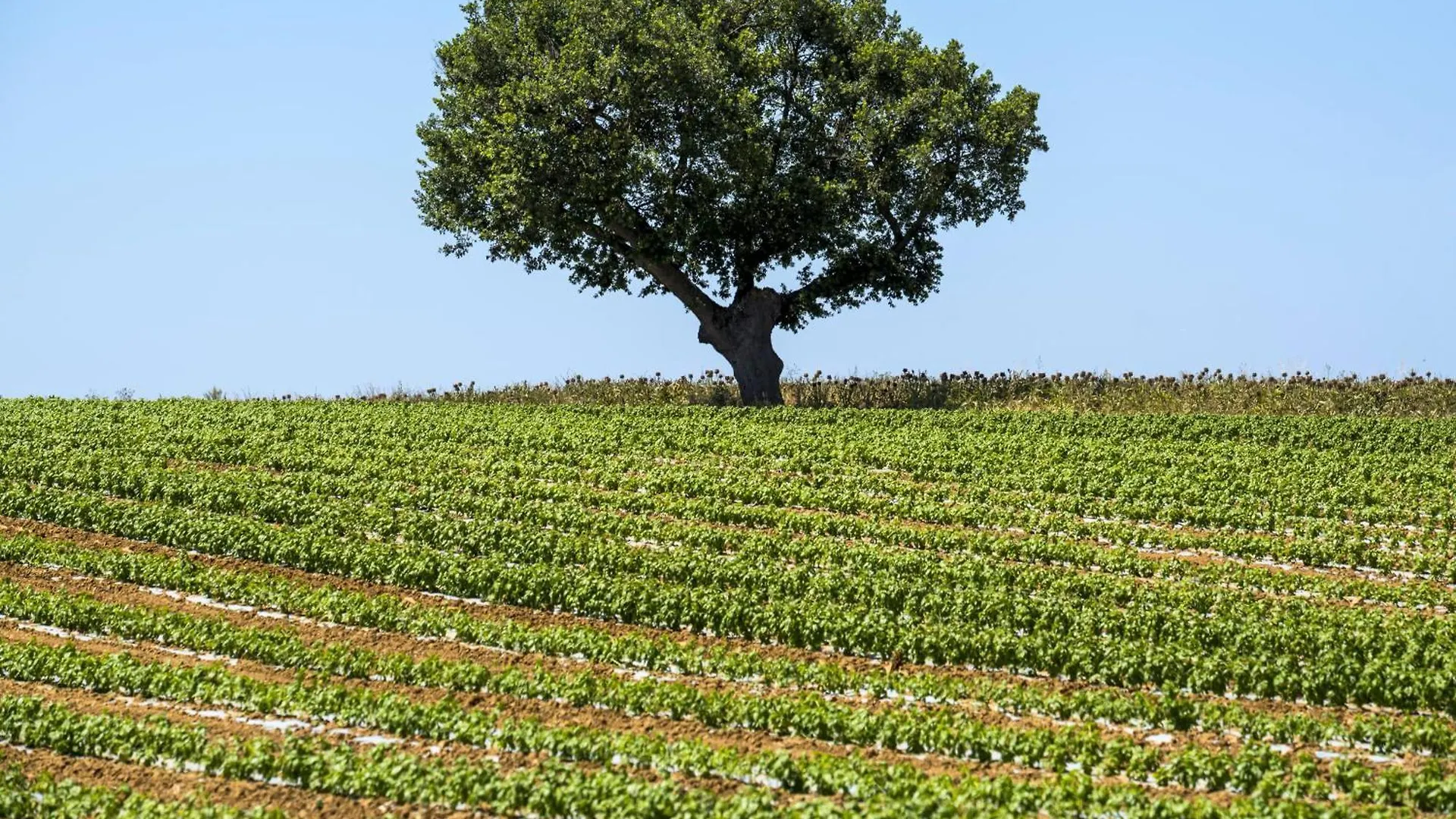 Farm stay Laselva Albinia